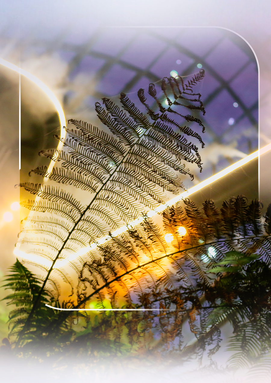 花穹、超级树、云雾林，滨海湾花园里有这么多秘密
