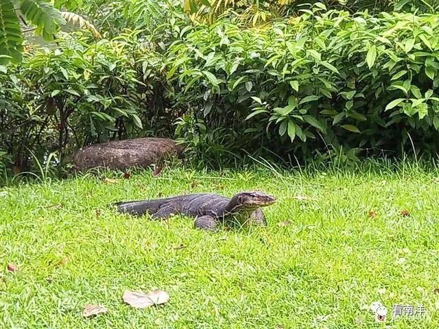红树林、荷花池、水族缸...免费游滨海湾花园可以看这么多