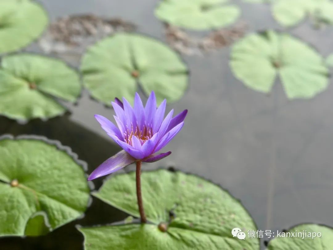 滨海湾的“白莲花” ——世界首个艺术科学相结合的博物馆