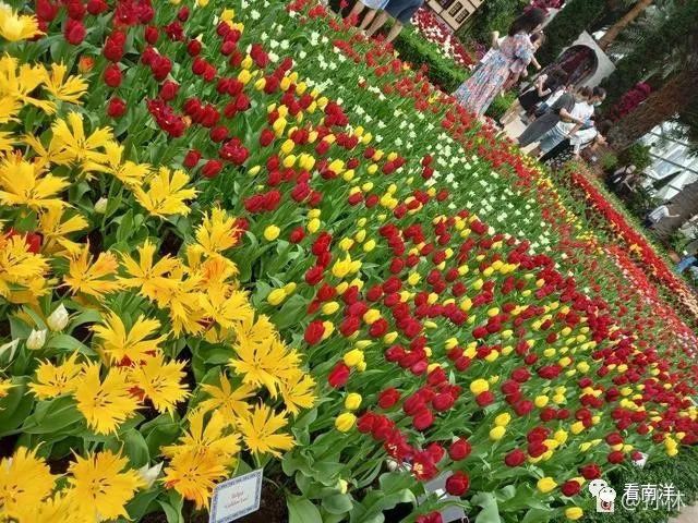 红树林、荷花池、水族缸...免费游滨海湾花园可以看这么多