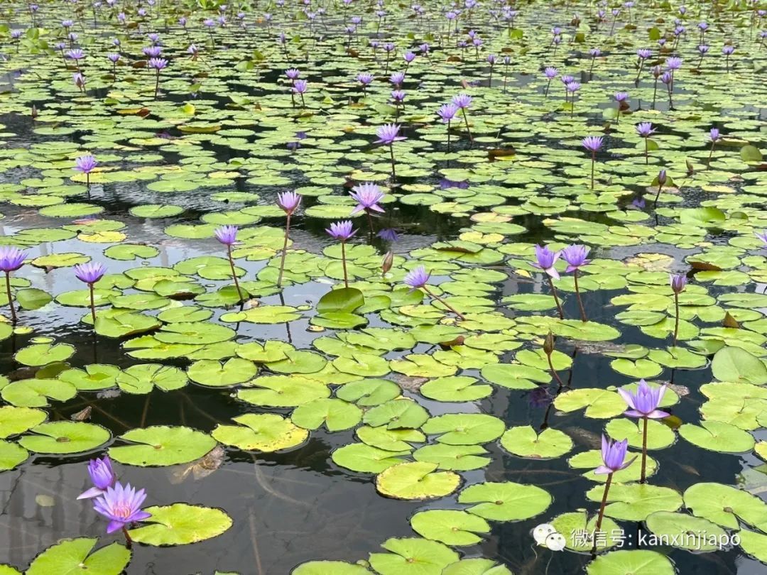 滨海湾的“白莲花” ——世界首个艺术科学相结合的博物馆