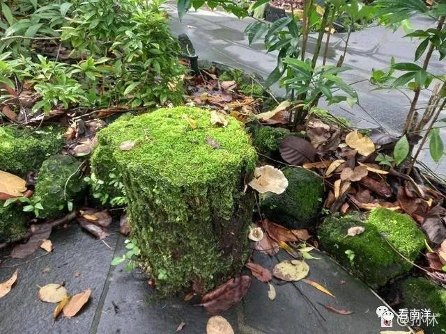 红树林、荷花池、水族缸...免费游滨海湾花园可以看这么多