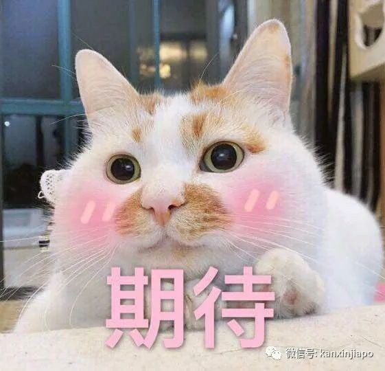 中国至新加坡海运289/每立方?集运寄件不踩雷,认准这九个优势