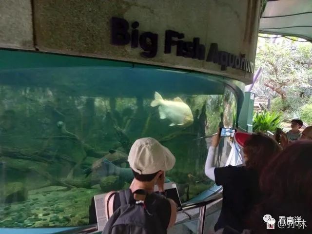 红树林、荷花池、水族缸...免费游滨海湾花园可以看这么多