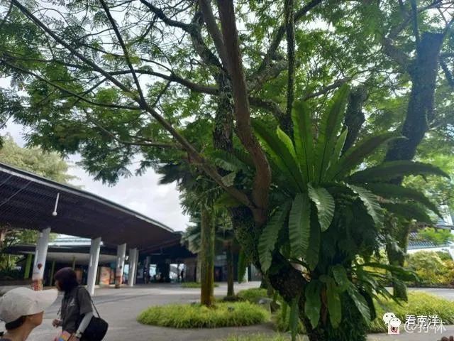 红树林、荷花池、水族缸...免费游滨海湾花园可以看这么多
