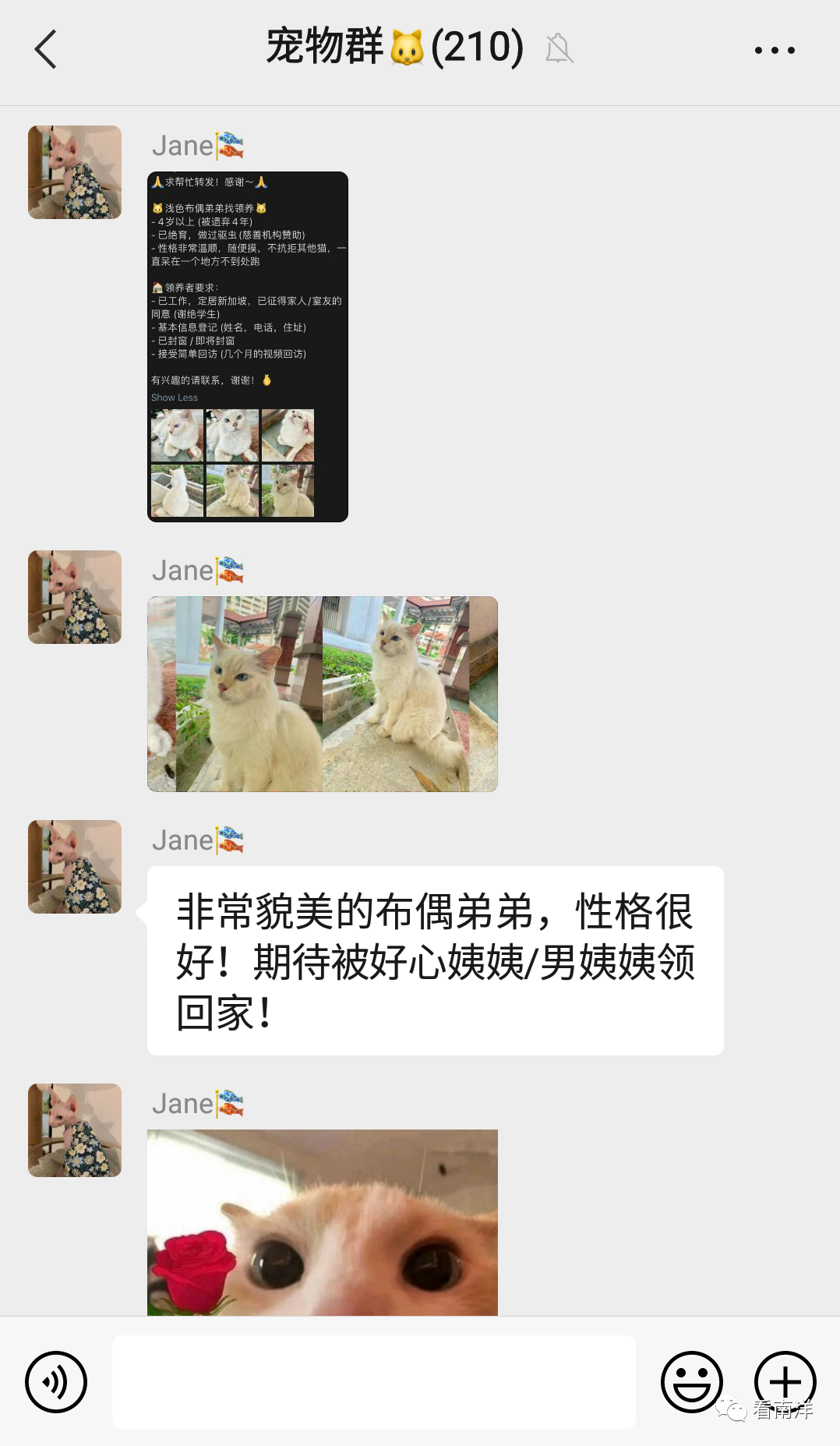 来新加坡一定要加上这些群：租房、准证、美食、演唱会、母婴、二手商品互转…..