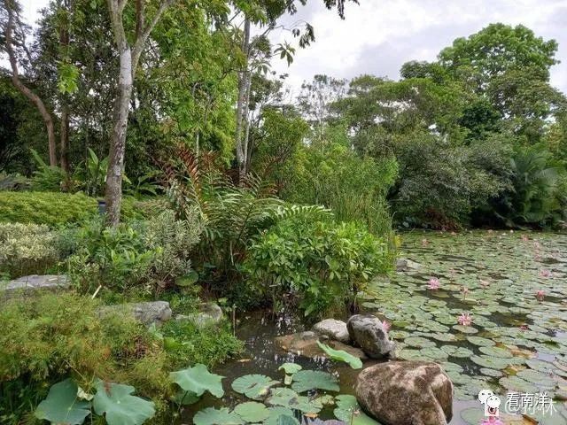 红树林、荷花池、水族缸…免费游滨海湾花园可以看这么多