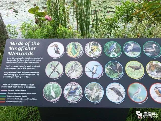 红树林、荷花池、水族缸...免费游滨海湾花园可以看这么多