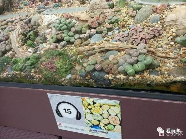 红树林、荷花池、水族缸...免费游滨海湾花园可以看这么多