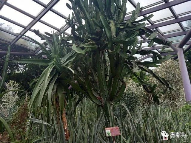 红树林、荷花池、水族缸...免费游滨海湾花园可以看这么多