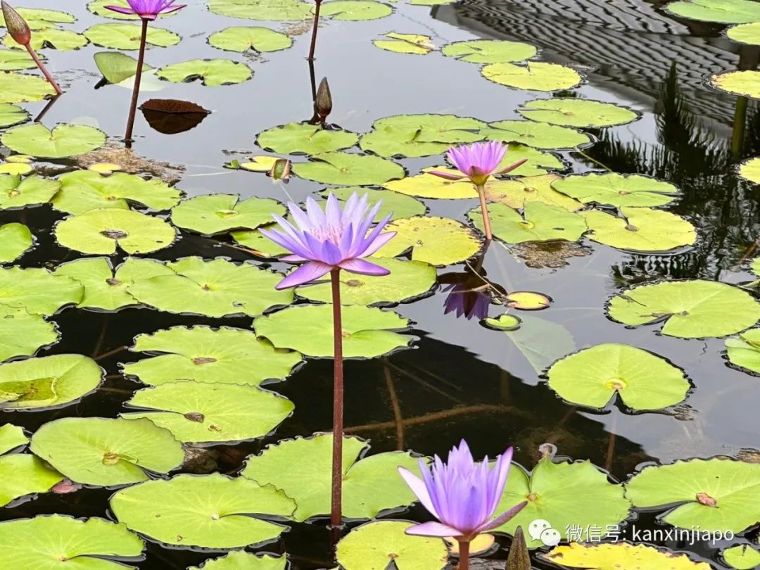 滨海湾的“白莲花” ——世界首个艺术科学相结合的博物馆