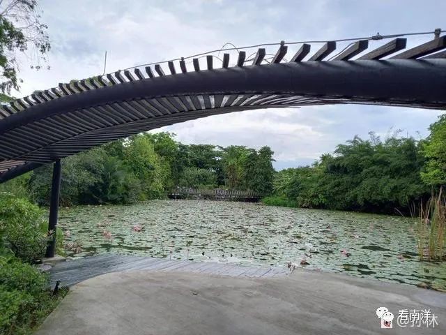 红树林、荷花池、水族缸...免费游滨海湾花园可以看这么多