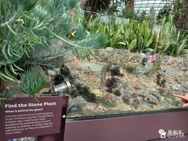 红树林、荷花池、水族缸...免费游滨海湾花园可以看这么多