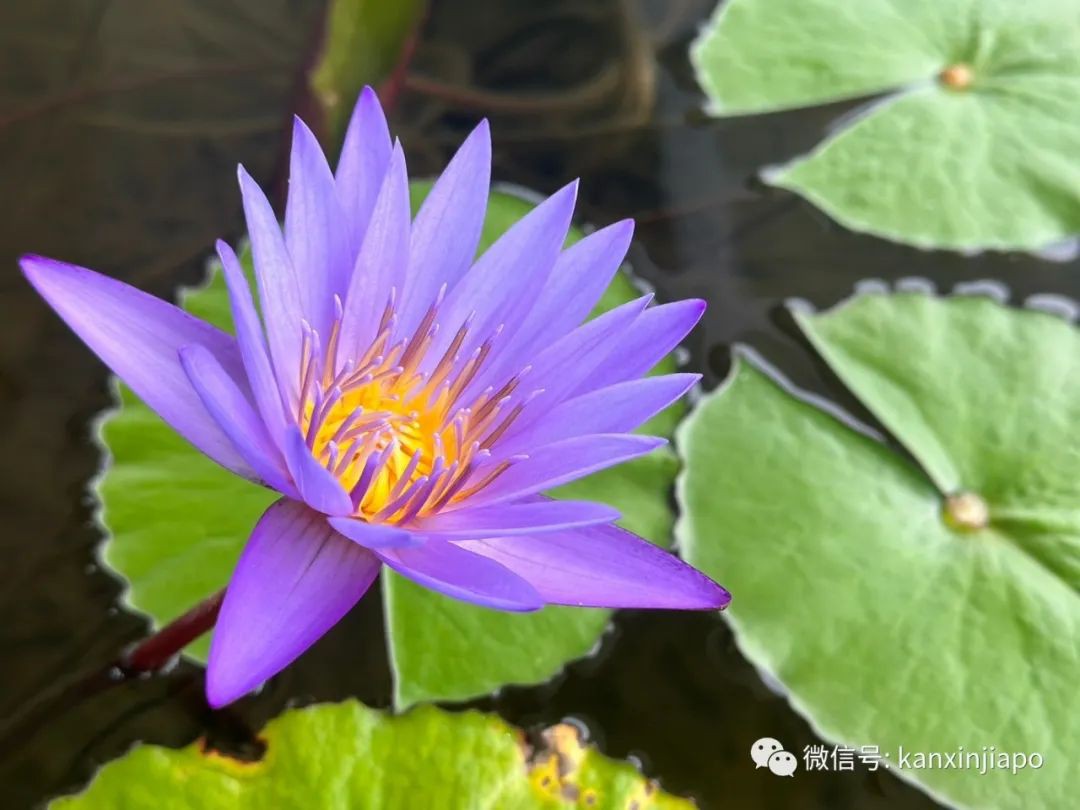 滨海湾的“白莲花” ——世界首个艺术科学相结合的博物馆