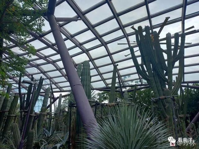红树林、荷花池、水族缸...免费游滨海湾花园可以看这么多