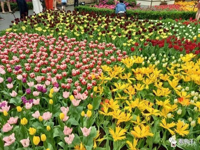 红树林、荷花池、水族缸...免费游滨海湾花园可以看这么多