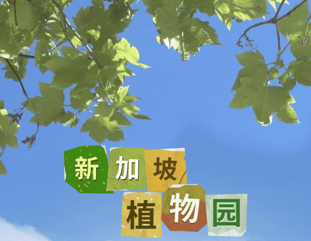 在狮城的花园里挖呀挖呀挖~ 周末打卡新加坡植物园