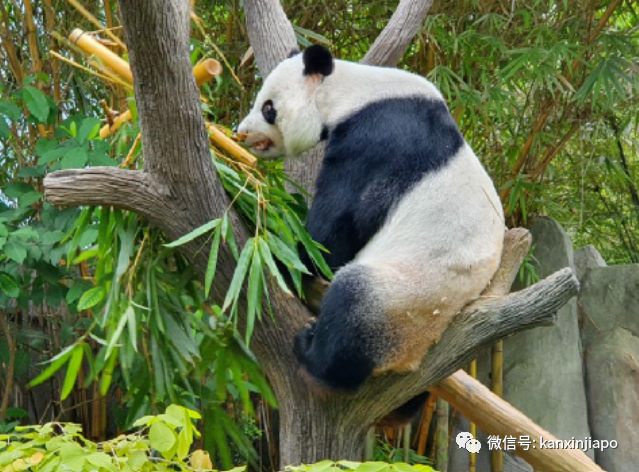 熊猫叻叻快回中国了！母亲嘉嘉疑有分离焦虑症，会客时间将错峰调整