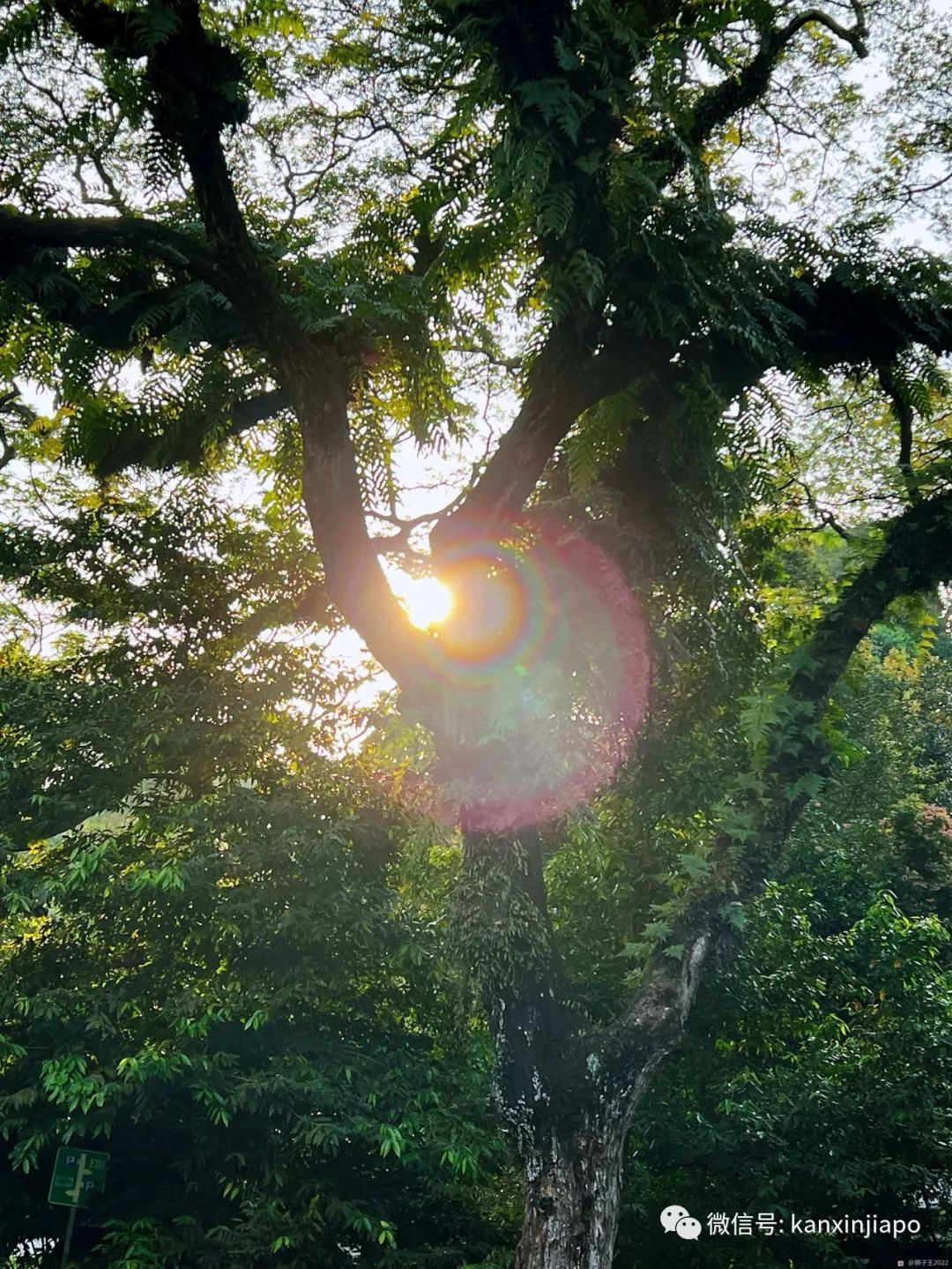 在新加坡植物园散步，享受热带森林的松弛下午