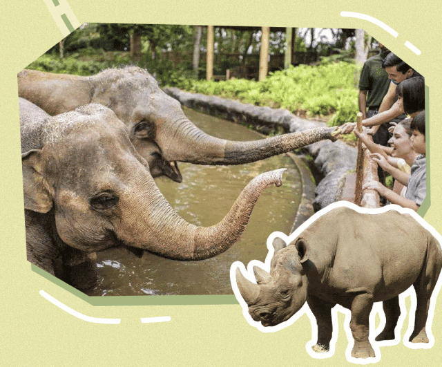 全球第三的新加坡动物园里有什么？