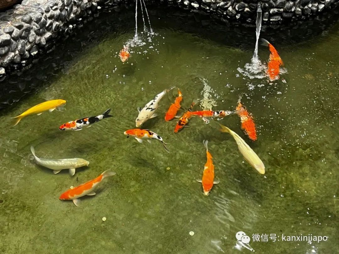 逛过樟宜机场重开的T2航站楼，才会发现的这些细节