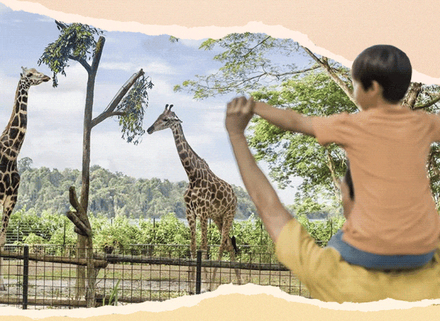 全球第三的新加坡动物园里有什么？