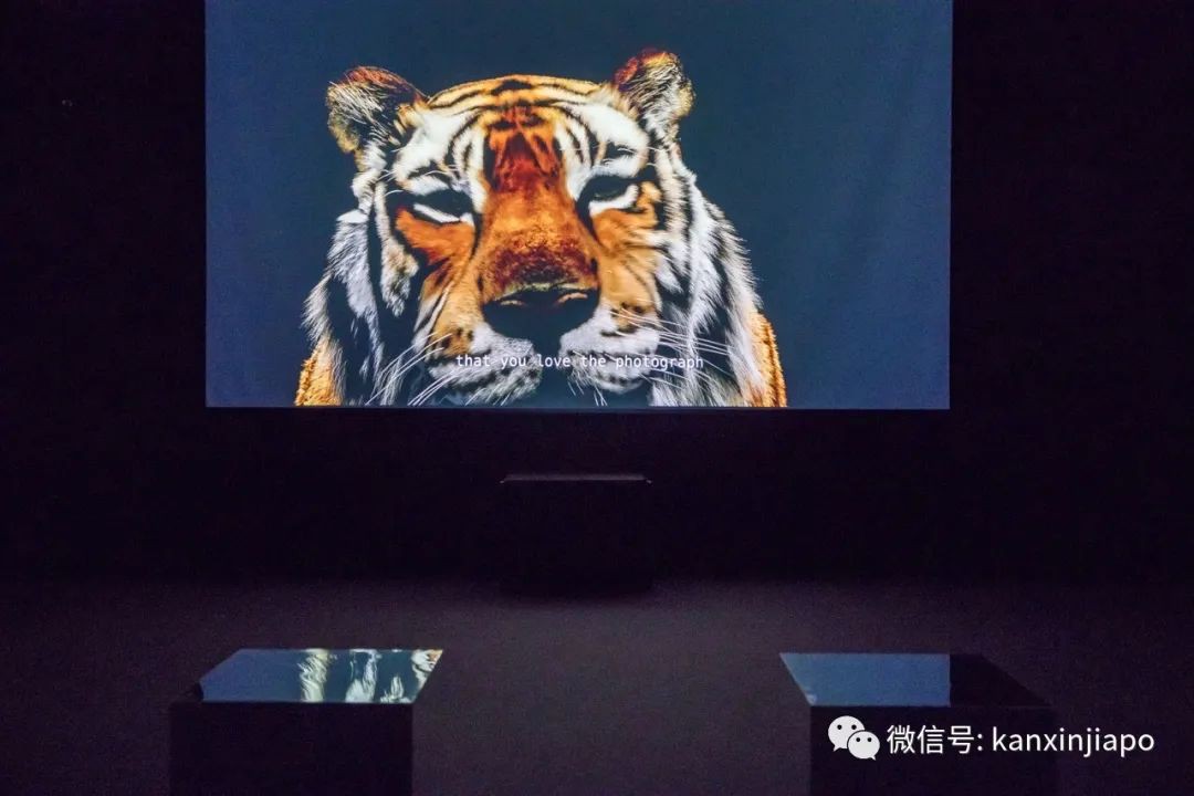 新加坡美术馆新展,以老虎的迁移讲述东南亚的编年史