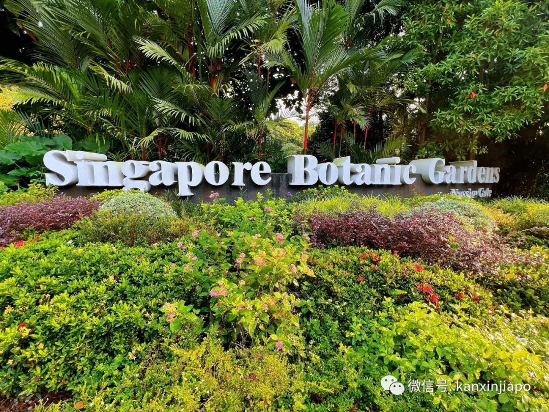 在新加坡植物园散步，享受热带森林的松弛下午