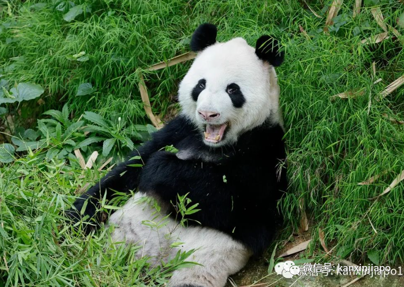 熊猫叻叻快回中国了！母亲嘉嘉疑有分离焦虑症，会客时间将错峰调整