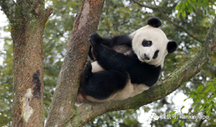 熊猫叻叻快回中国了！母亲嘉嘉疑有分离焦虑症，会客时间将错峰调整