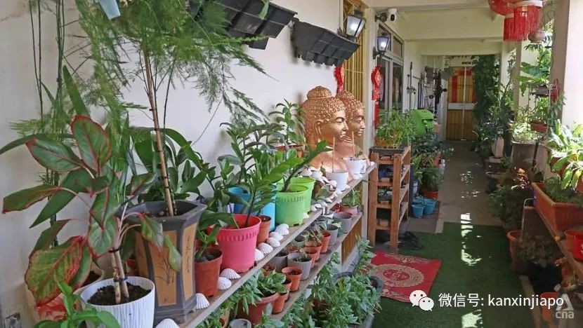 社区培训、逛图书馆、徒步慢行…父母来新加坡不无聊了