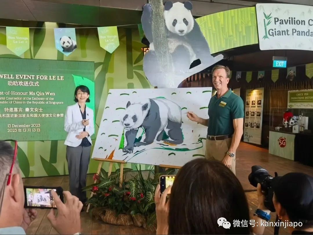 被新加坡从小宠到大！大熊猫叻叻VIP待遇回中国，新航专机、三人护驾