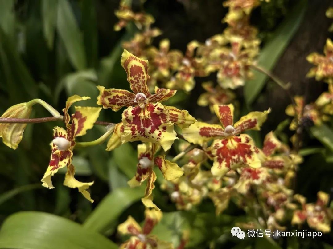 新加坡胡姬花园限时免费开放!还有孙燕姿、周迅命名的花