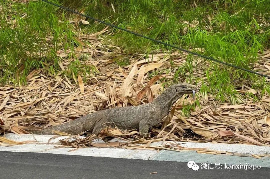 李显龙昨起休年假13天!今年你会在哪里偶遇他呢?