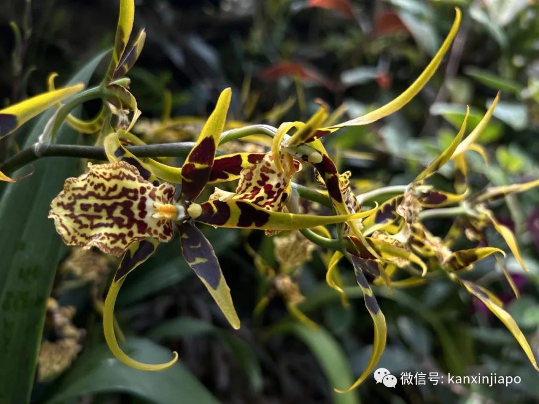 新加坡胡姬花园限时免费开放!还有孙燕姿、周迅命名的花