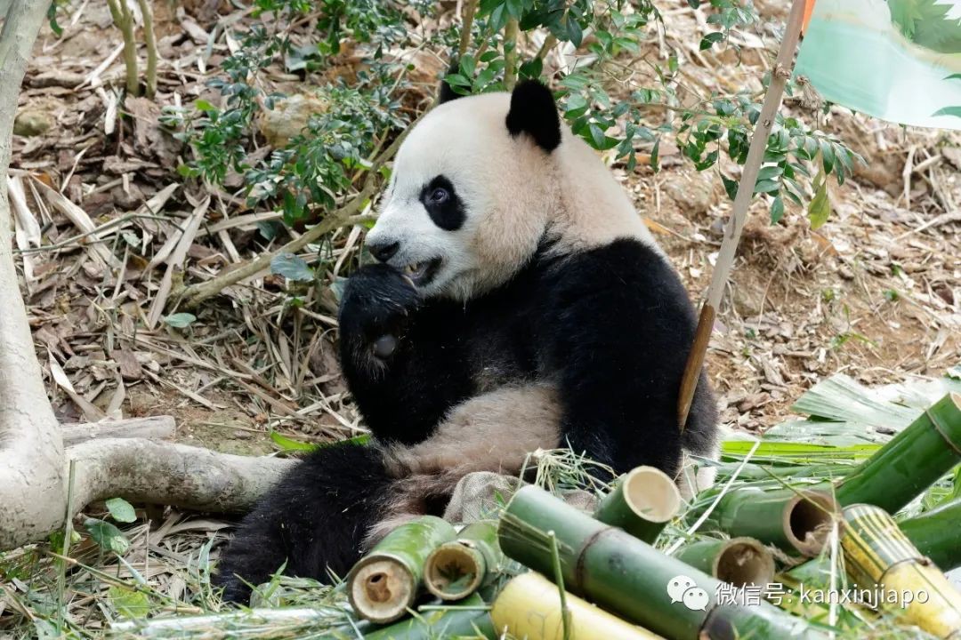 熊猫叻叻要从新加坡回中国了！现场直击河川生态园欢送音乐会