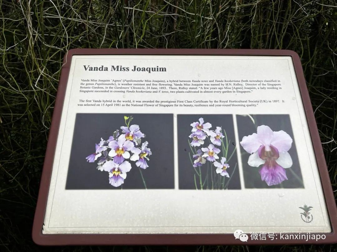 新加坡胡姬花园限时免费开放!还有孙燕姿、周迅命名的花