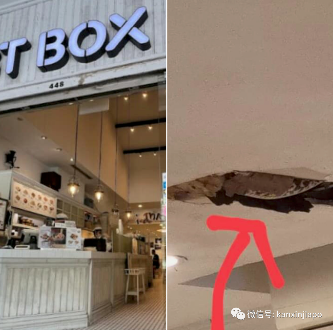 咖啡店天花板惊现蟒蛇!在新加坡路边看到这些动物竟是常规操作