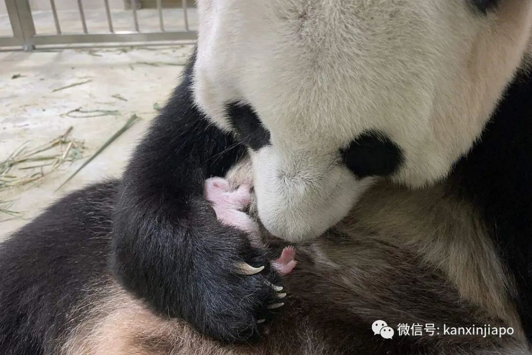 熊猫叻叻要从新加坡回中国了！现场直击河川生态园欢送音乐会