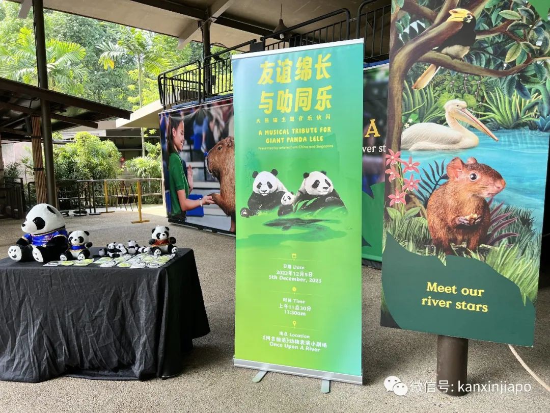 熊猫叻叻要从新加坡回中国了！现场直击河川生态园欢送音乐会
