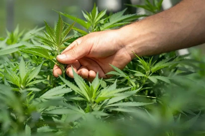 泰国大麻合法化逆转?卫生部禁止大麻用于娱乐用途