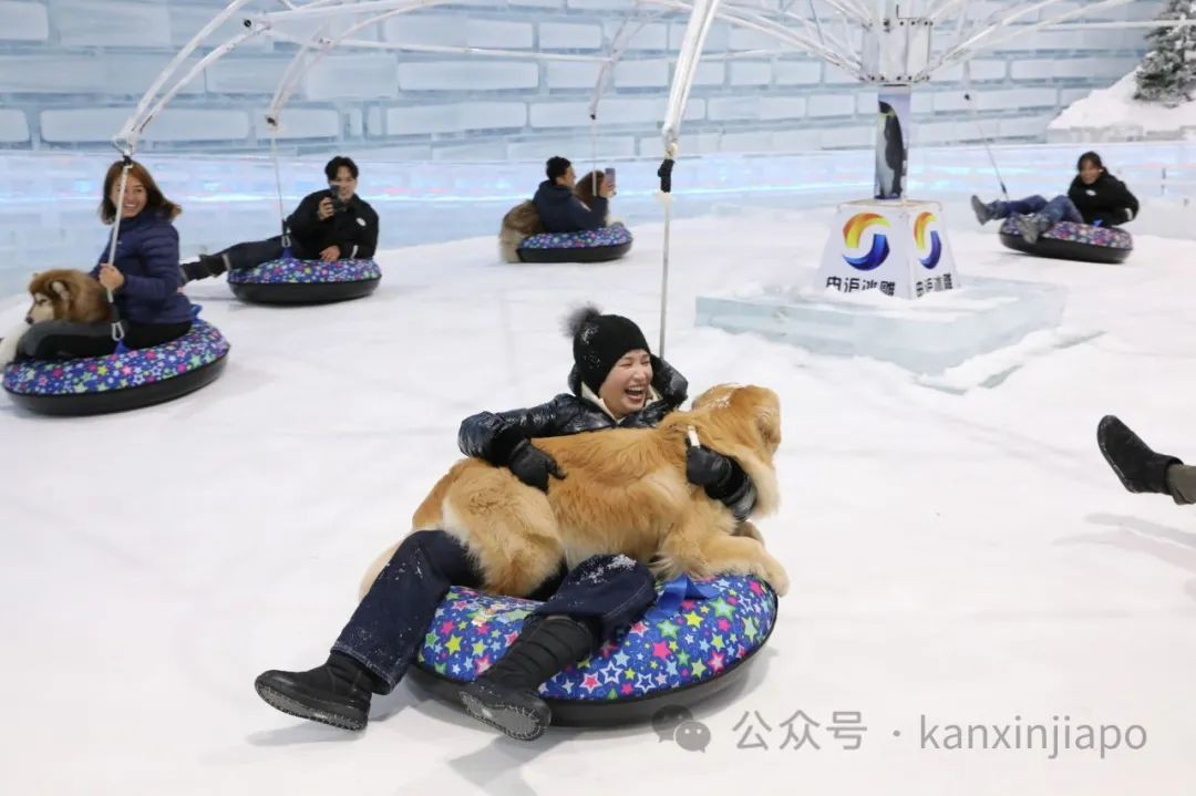 限时活动!毛孩子在新加坡也能玩雪!