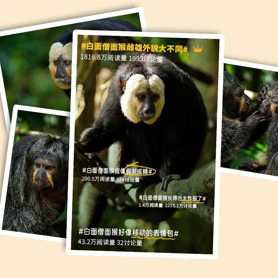 来新加坡动物园，看看这些长相特别的猴类