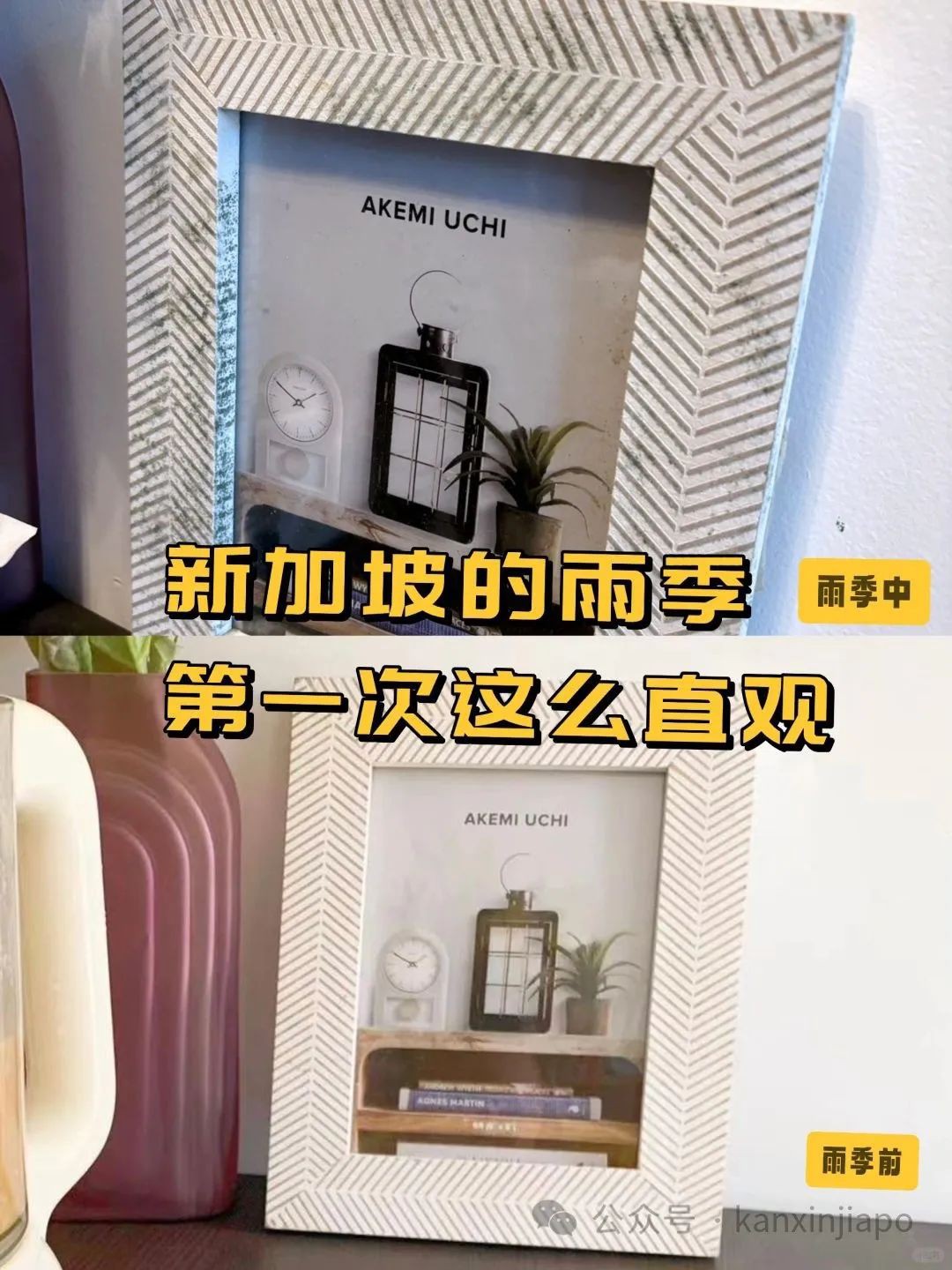 新加坡雨季有多“吓人”,名牌包、沙发长霉发毛,除湿机也要累瘫了