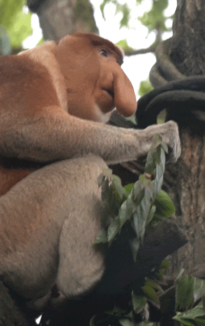 来新加坡动物园，看看这些长相特别的猴类