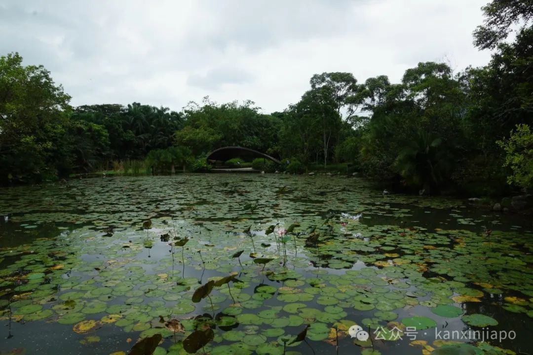 新加坡滨海湾花园这个隐藏景点,里头还有熟食中心