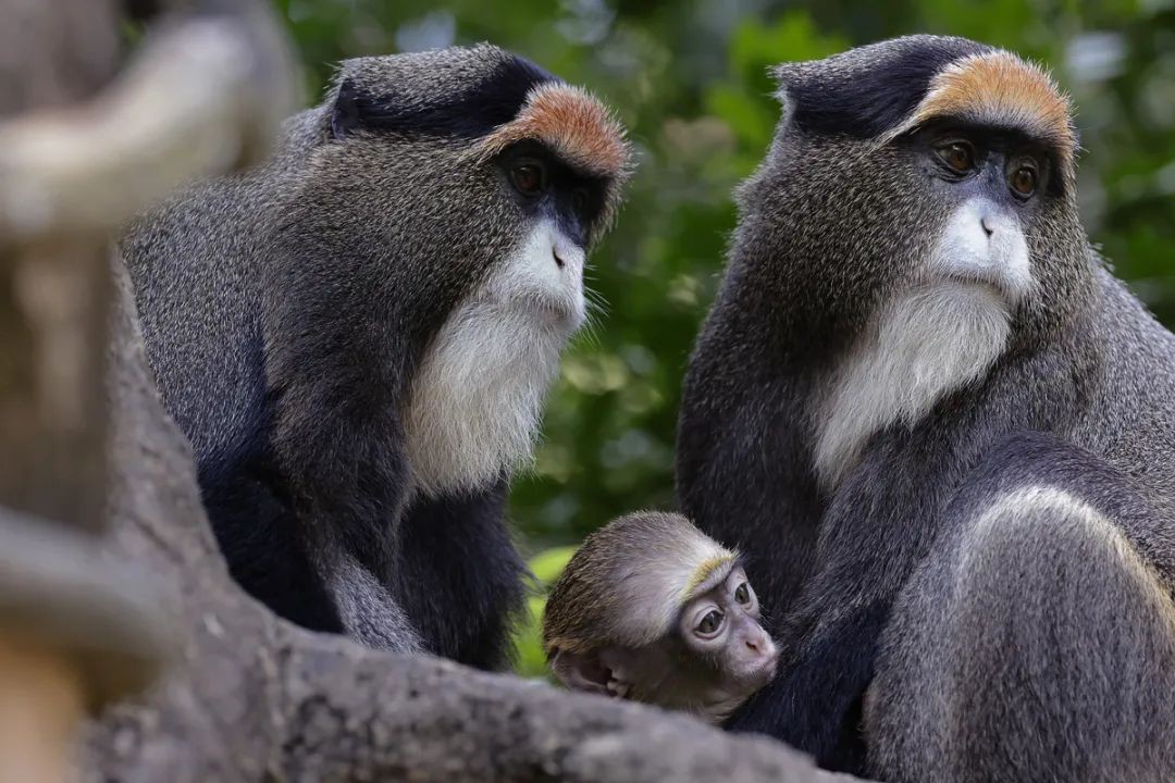 来新加坡动物园，看看这些长相特别的猴类