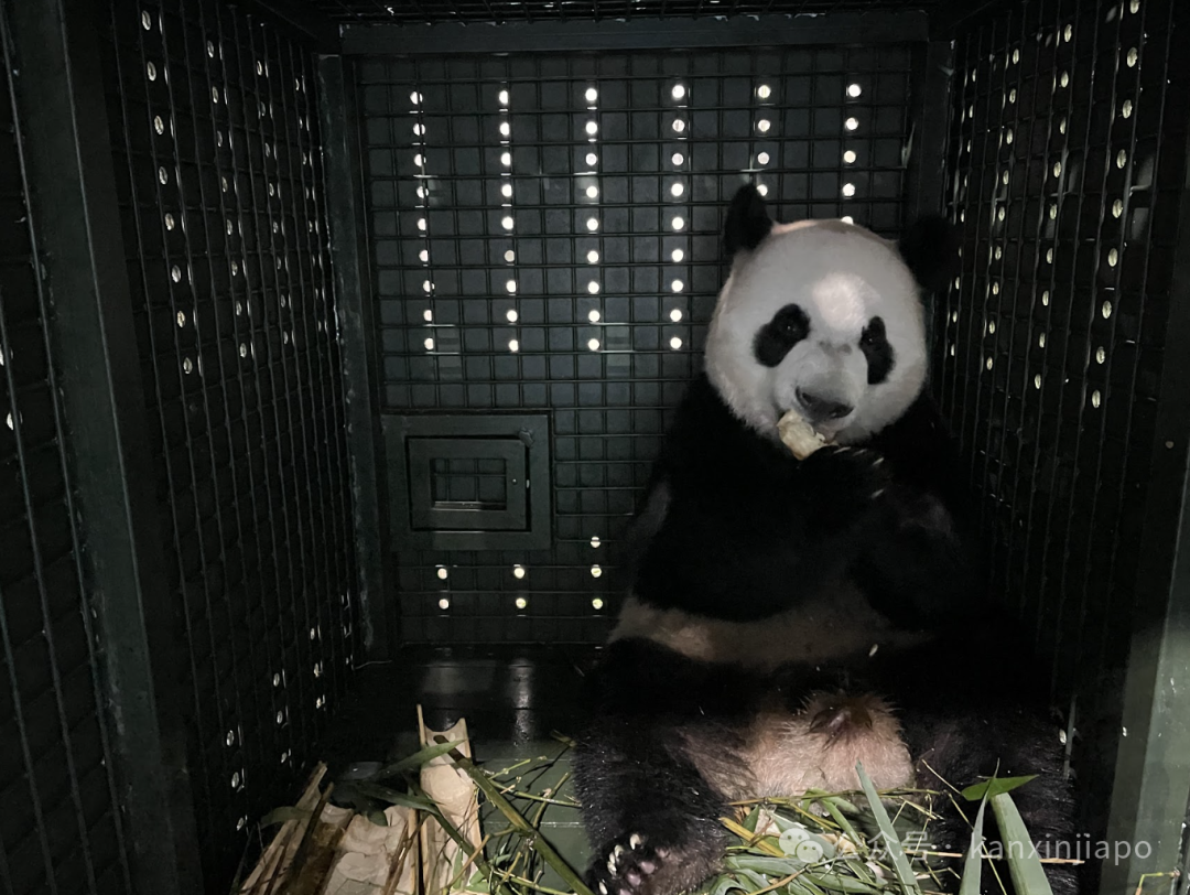 叻叻从新加坡安全抵达四川成都，看看大熊猫是怎么坐飞机的