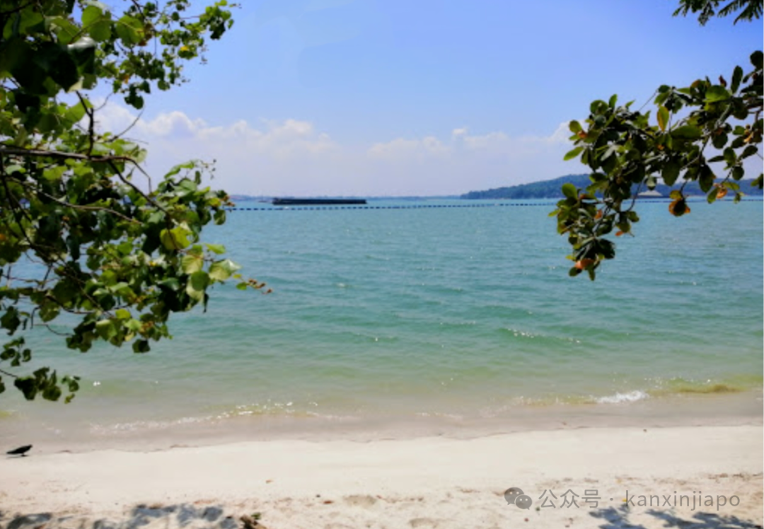 注意！新加坡这两个海滩细菌含量暴增，不能下水！
