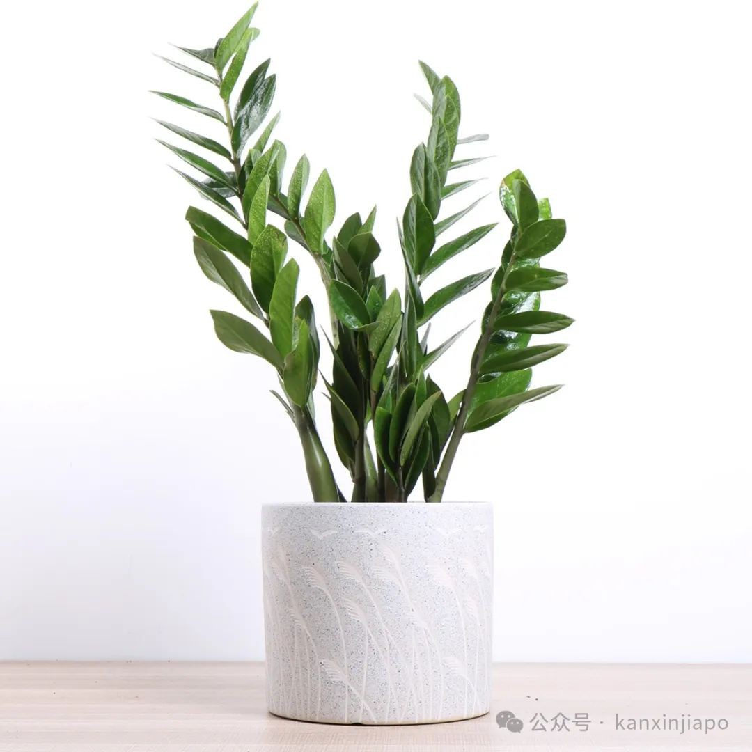 在新加坡过春节,开运年花你准备好了吗?